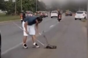 Homem remove cobra da pista no Jardim Botânico