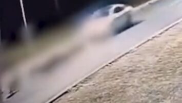 Motorista atropela e mata capivaras no Lago Sul